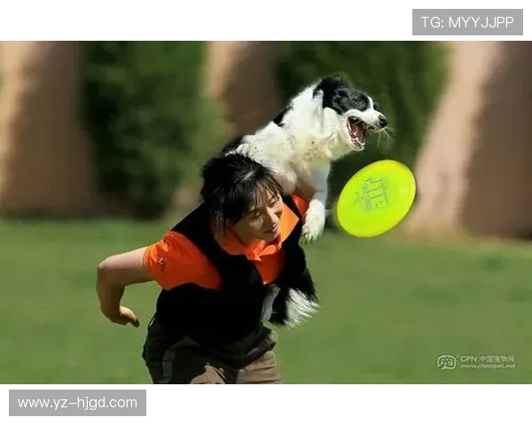 南京飞盘队在极限运动世界杯中的拼搏历程与荣耀时刻分享